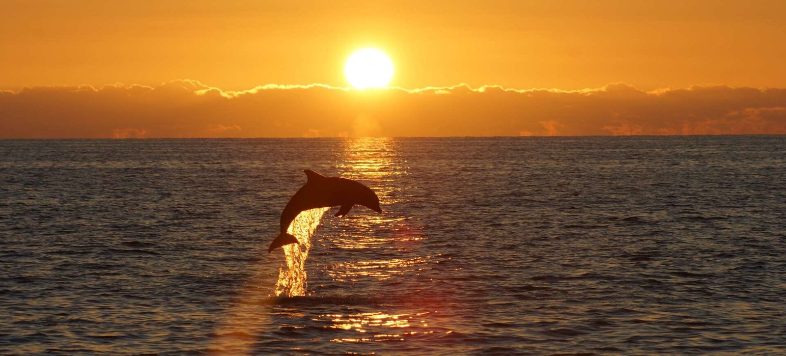 Dolphin sunset